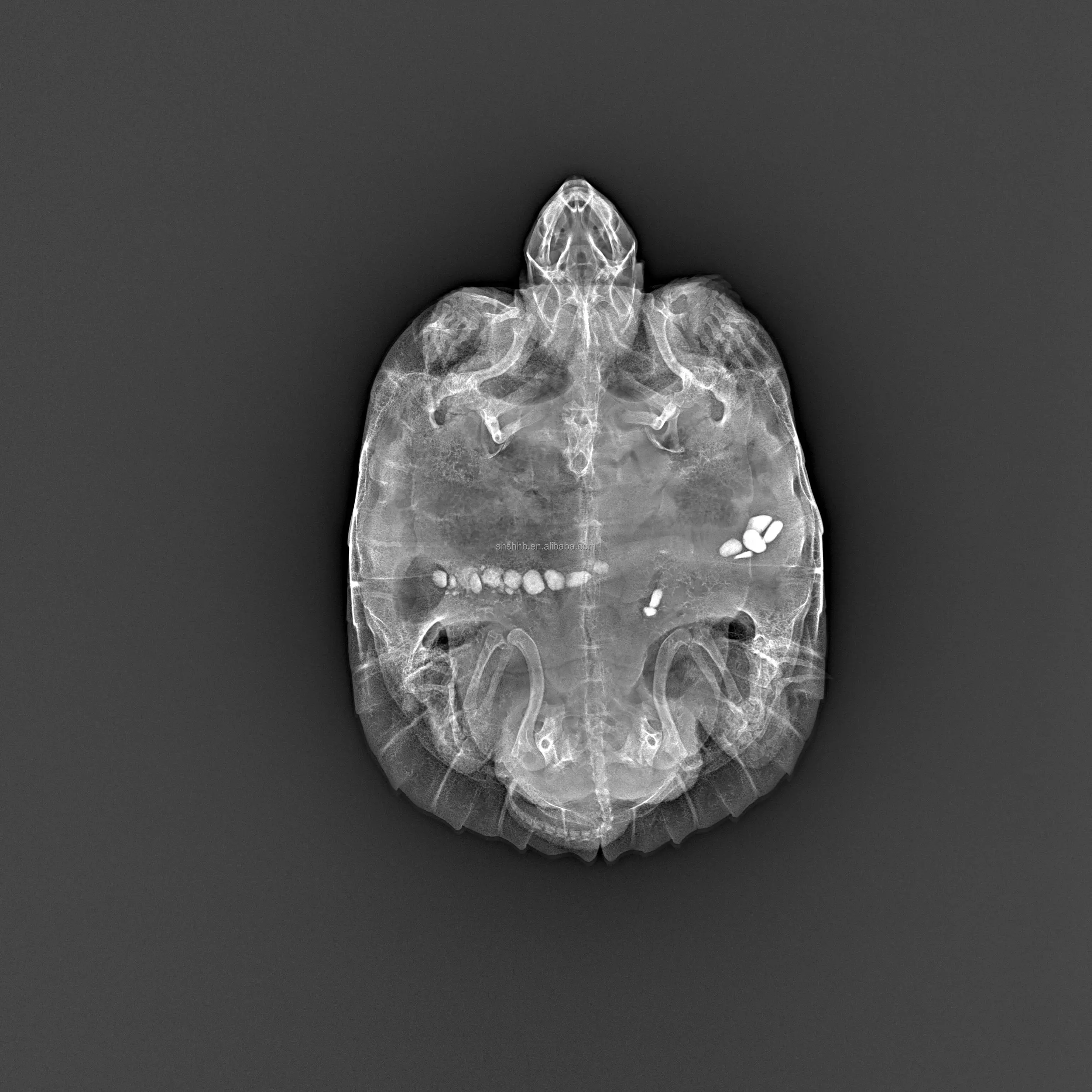 horse FPD X-ray flat panel detector manufacture