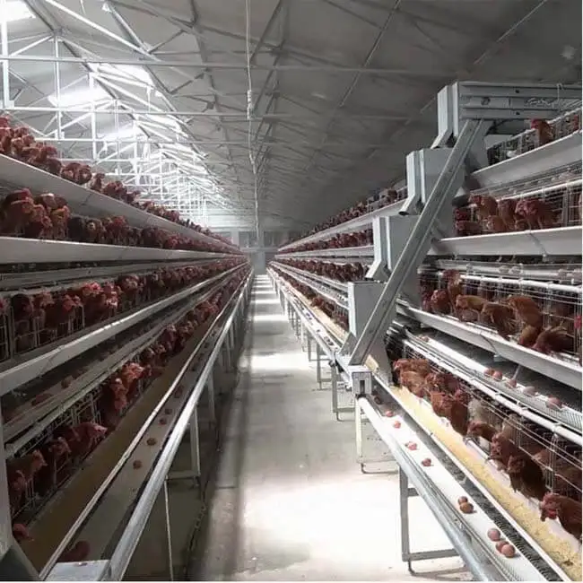 Uganda Poultry Farm Automatic Poultry Chicken Layer Breeding Cage