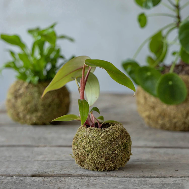 JP004 New Natural Color Moss Kokedama Ball Unique Small Flower Plant Pots for Indoor