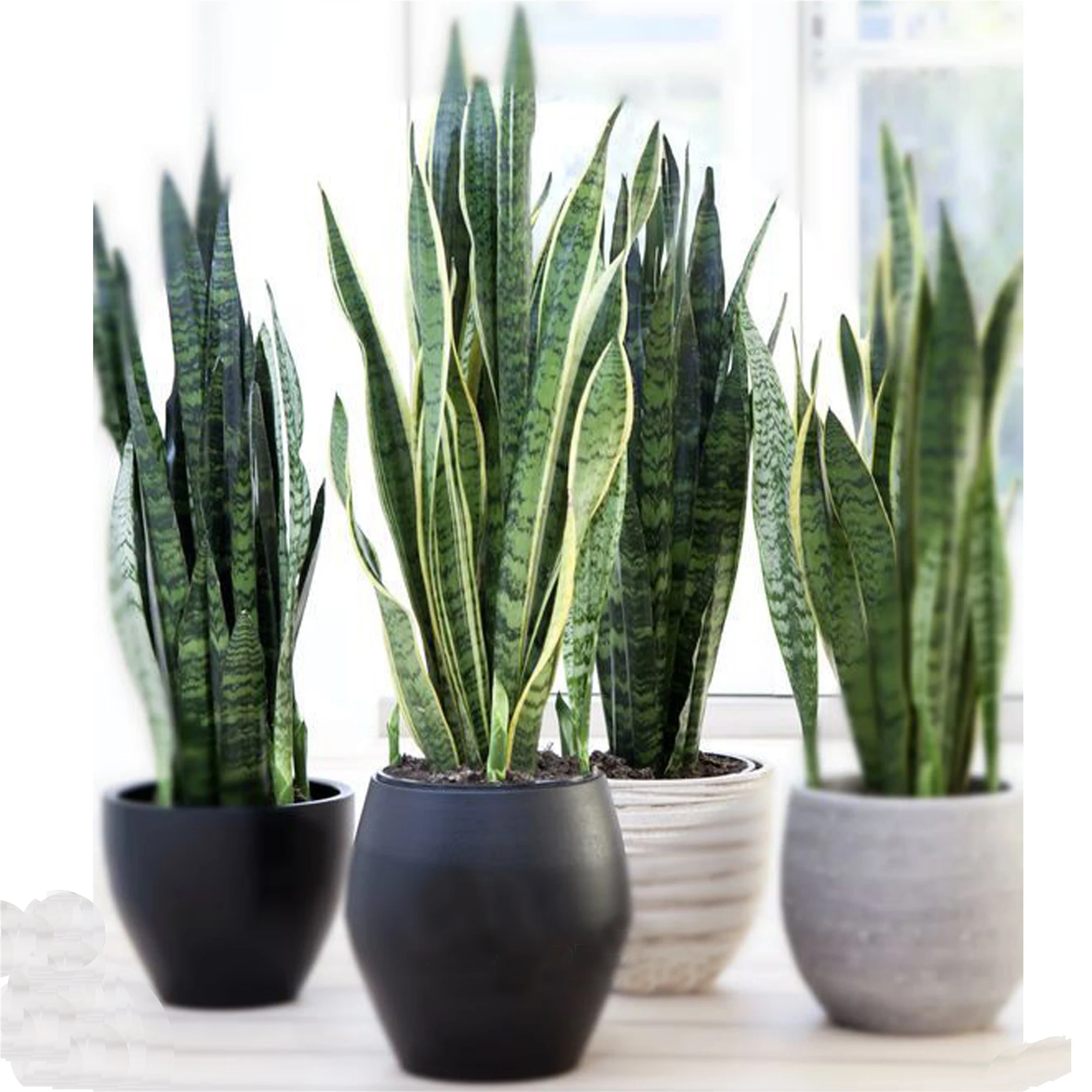 wholesale indoor home decoration artificial Snake plants Sansevieria trifasciata mother in laws tongue plants bonsai potted (62567438555)