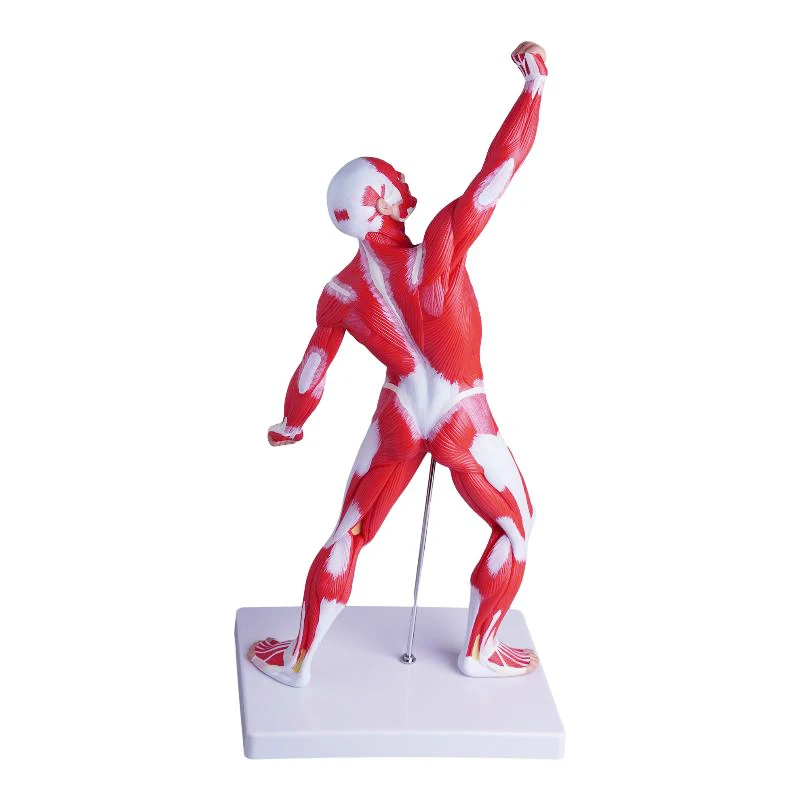 Human Skeletal Anatomy Model Teaching Teaching a Whole Body Muscle Model