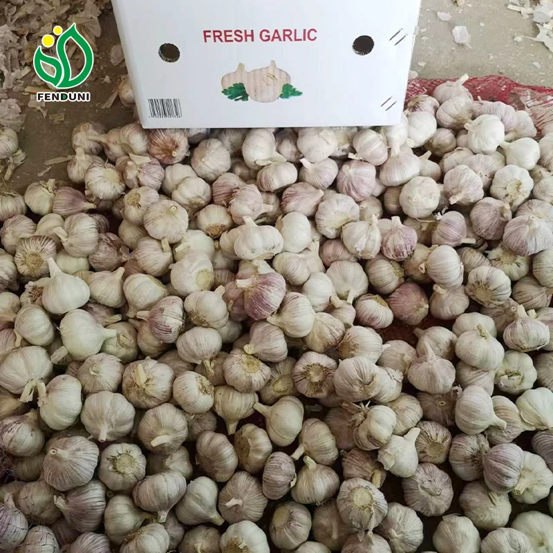2024 excellent quality garlic fresh garlic garlic exporter from Chinese wholesaler