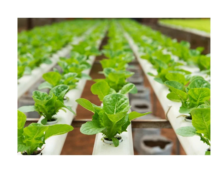 Pvc pipe nft hydroponic system with stainless steel frame hydroponics kit system to grow