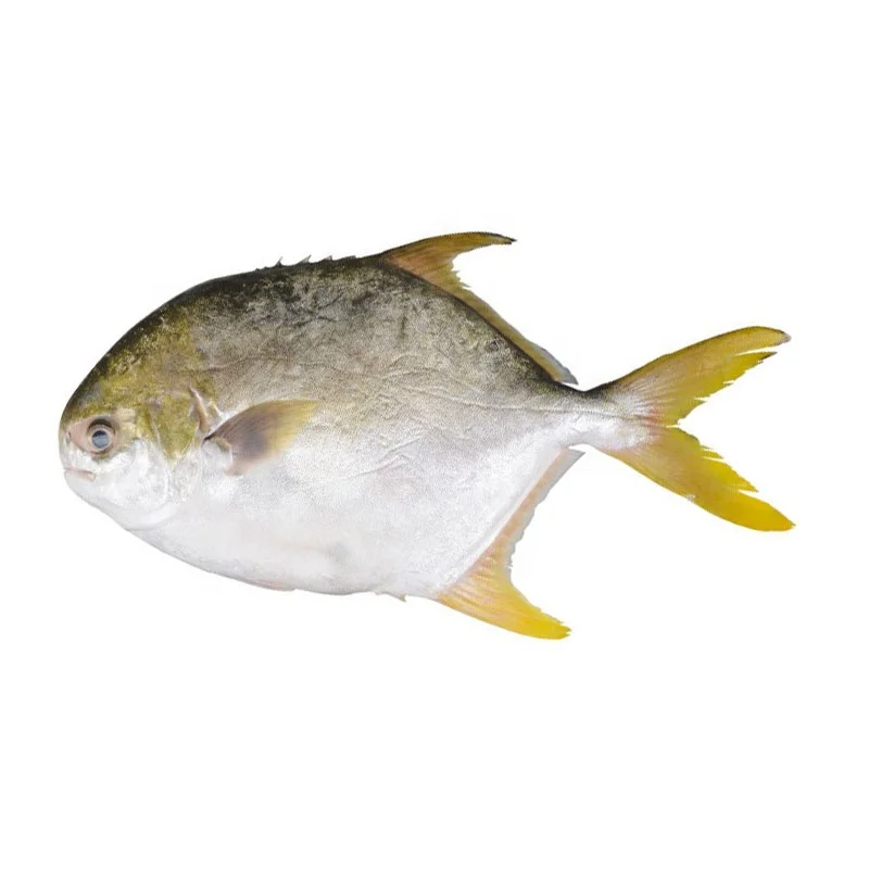 Pacu Wholesale Golden Pomfret Butterfish Reputed Supplier