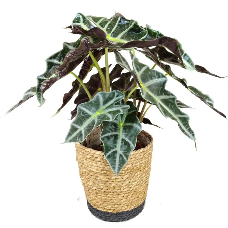 Hot wholesale high quality real plants Alocasia Bambino  of indoor plants seedling Supplier