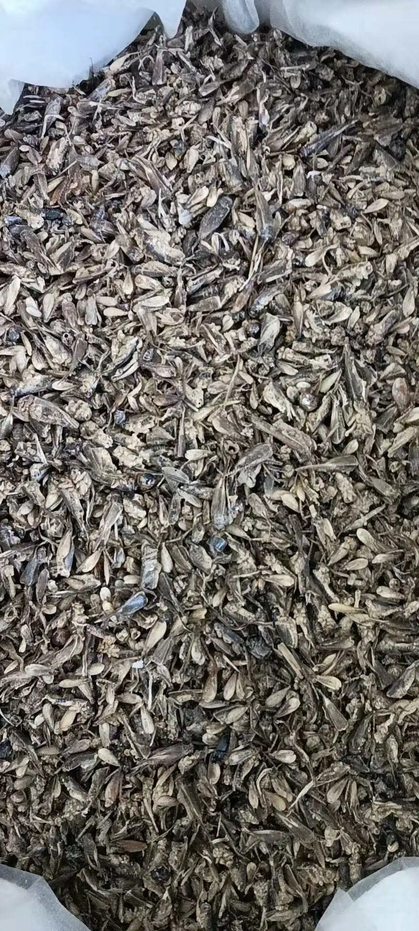 Limited Time Promotion Factory Wholesale Price Clean High Protein Wholesale Freeze Dried Crickets