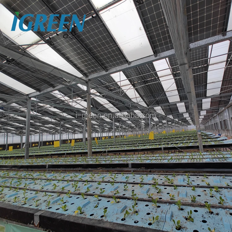 aquaponics growing system for fish and vegetable