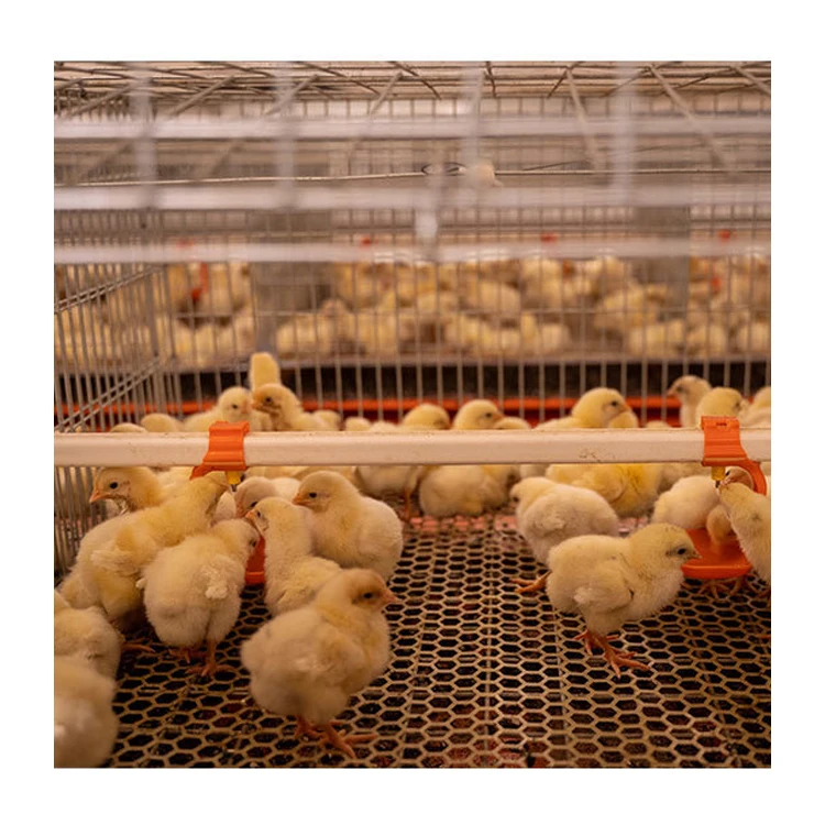 Poultry Farm Multi Tiers Galvanized Welded Wire Baby Chick Pullet Chickens Cage With Automatic Manure Cleaning System