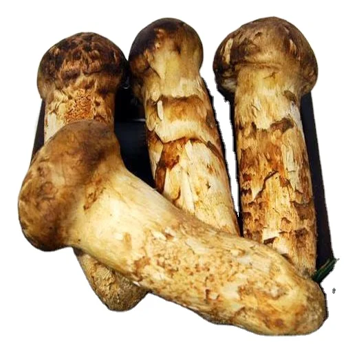 Оптовая продажа свежий гриб сосны matsutake Detan по