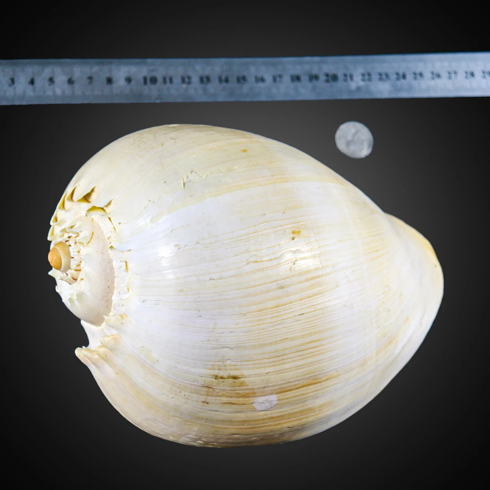 
Wholesale natural spiral beautiful crack large shell conch 