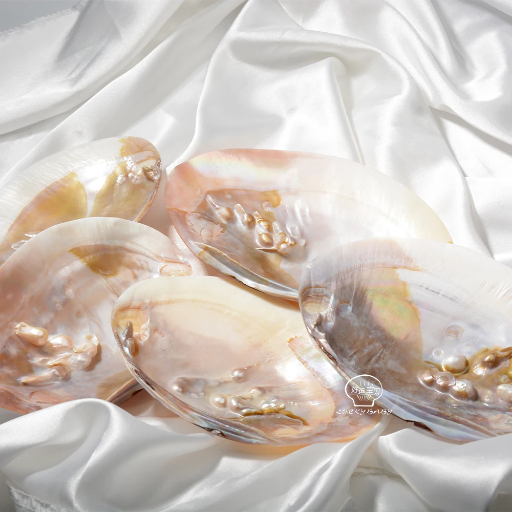 Wholesale Price Natural Craft Freshwater Mother of Pearl Shell For DIY Gifts Home Decoration