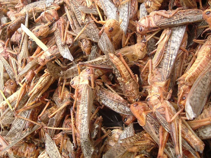 
Chinese with natural protein dried grasshopper 