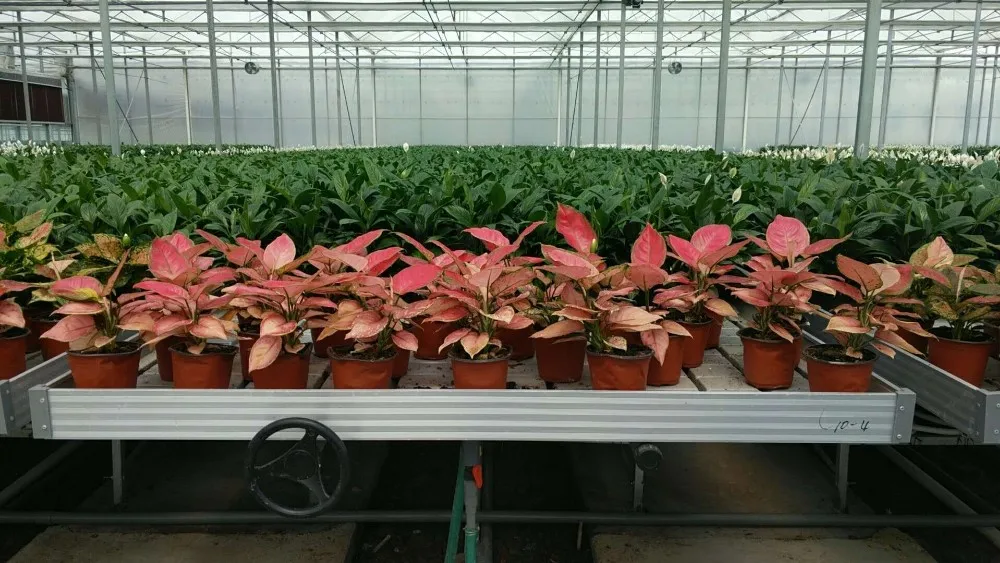 Hydroponic Flood Tray With Rolling Bench