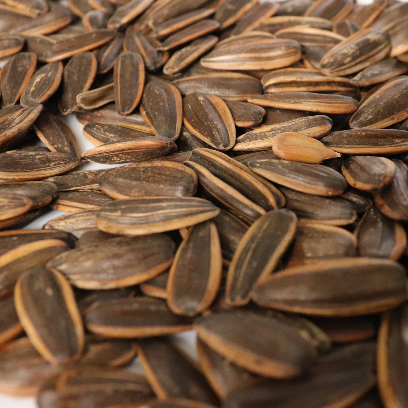 Custom Packaging And Logo Sunflower Seeds Walnut, Date, Coco Nut, Caramel, Pecans, Cream, Sea Salt Flavor Roasted Sunflower Seed