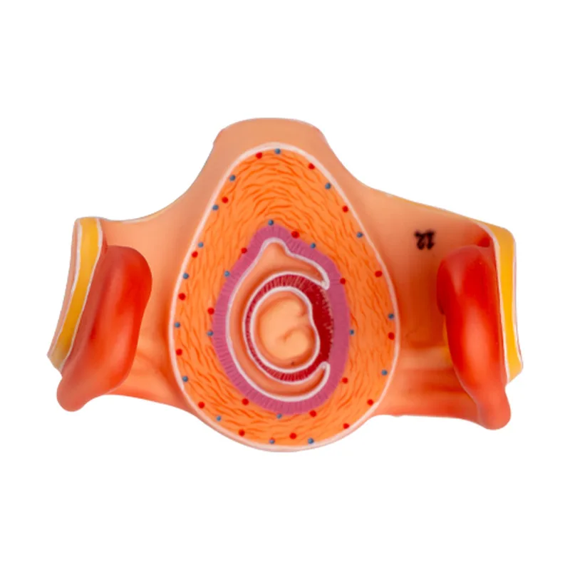 Medical science Model of human fertilization and early embryo development process Gynecological family planning display specimen