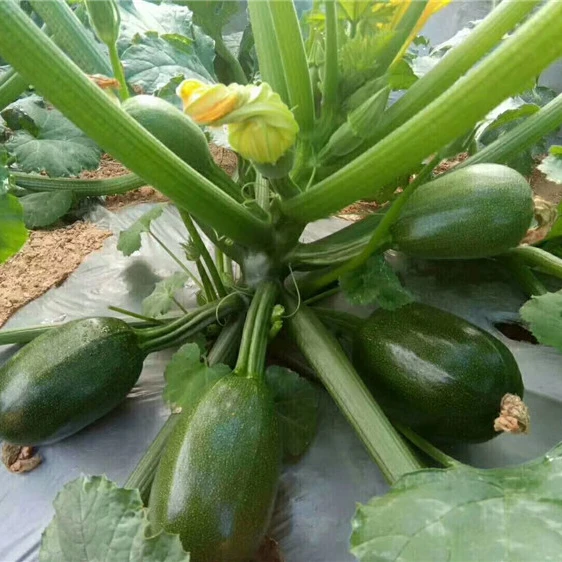 
Hybrid oval round dark green with flower summer vegetable squash seeds 100g/bag 