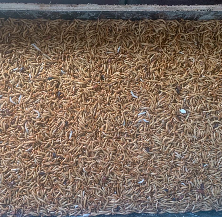 Wholesale High Protein Pet Food Dried Mealworms Freeze yellow breadworm