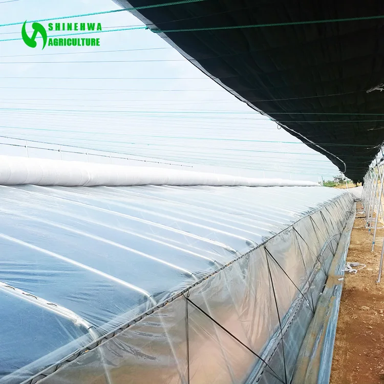 Film large span solar energy saving passive tomato greenhouse with soilless culture