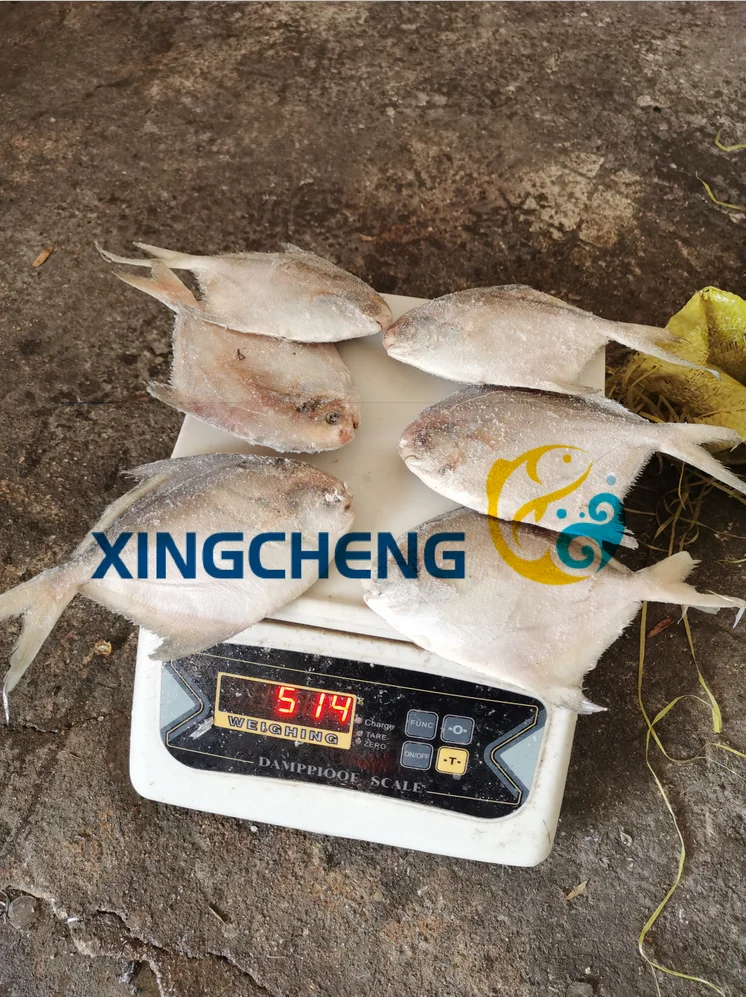 
Frozen Sea Food White / Silver Pomfret 