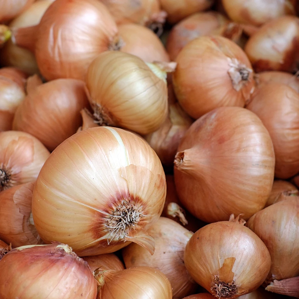 Fresh yellow onions Holland The Netherlands for wholesale private label sizes 50mm / 70mm 5 - 25kg bags best quality