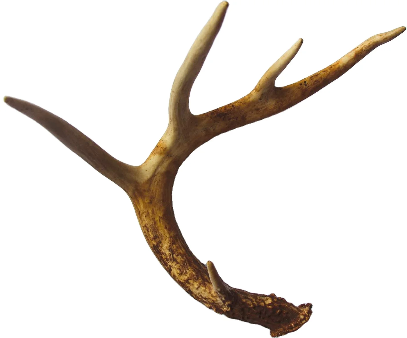 Top quality Whole Red Deer Antlers For sale At Wholesale Price