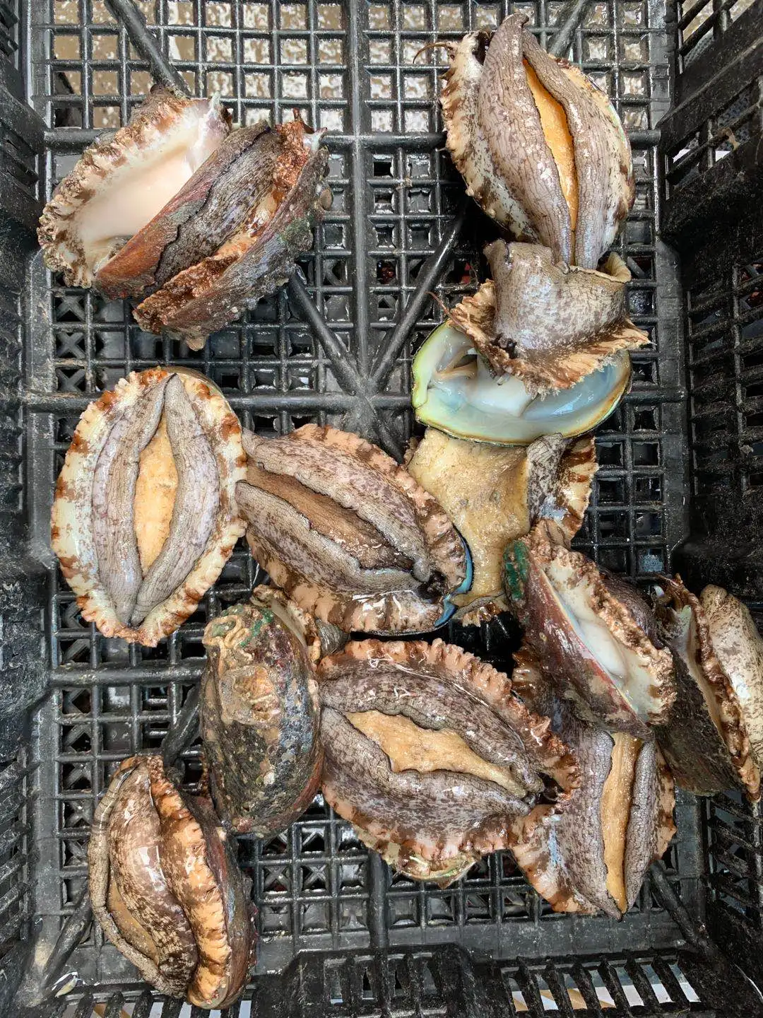 Замороженный морской