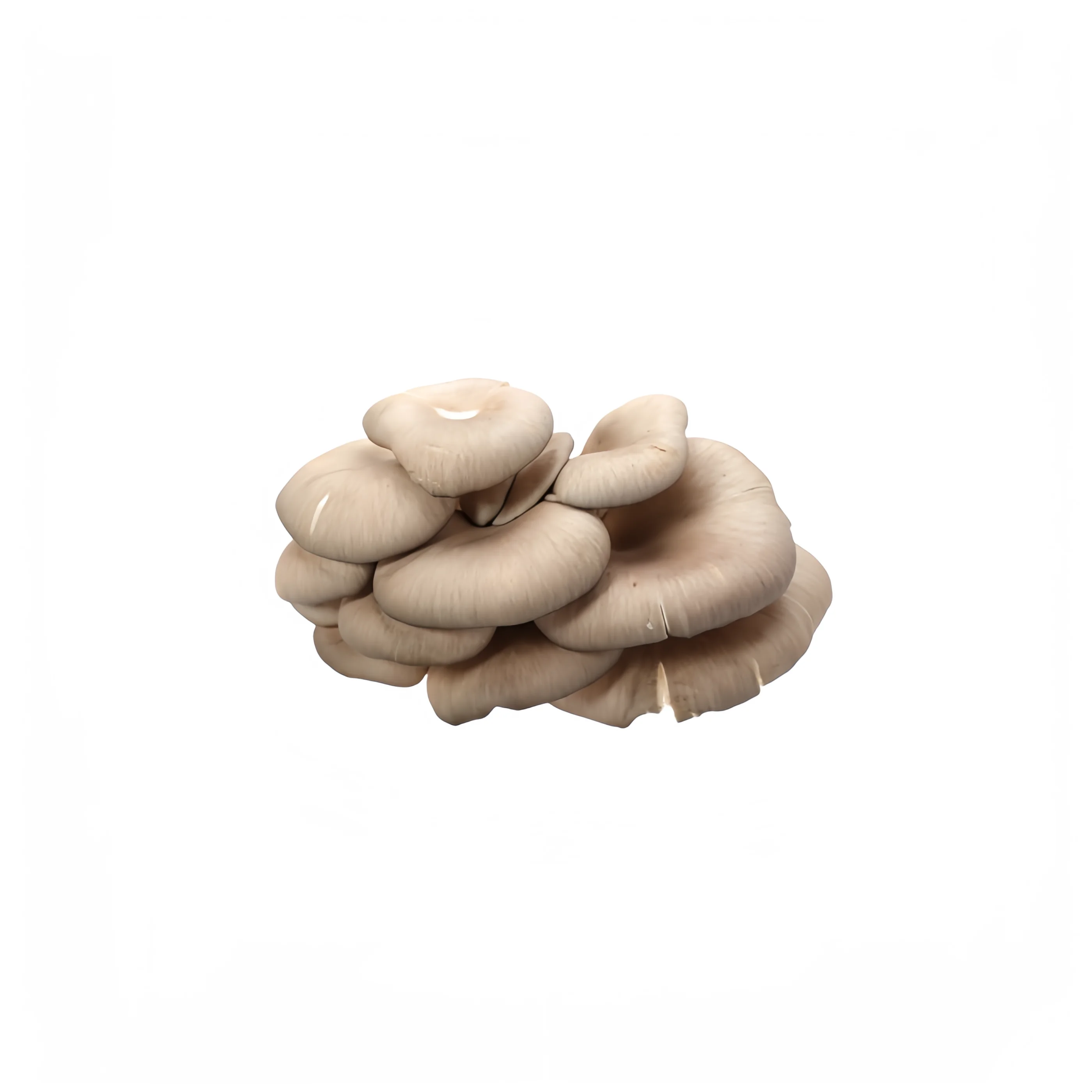 Factory wholesale fresh oyster mushrooms