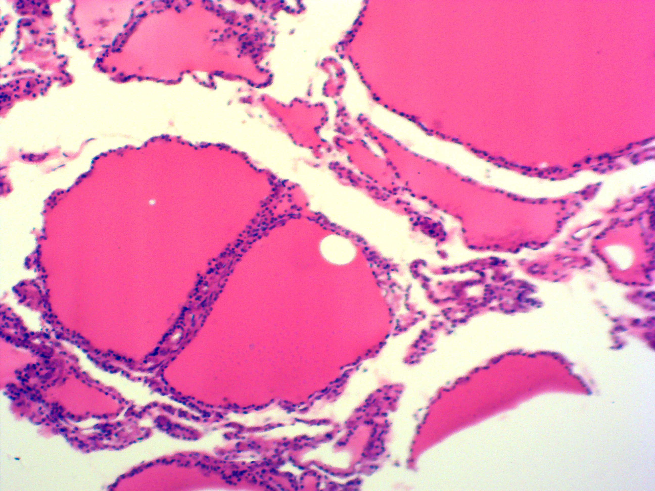 100pcs human microphotograph histology prepared slides set specimens microscope prepared slides for medical student learning