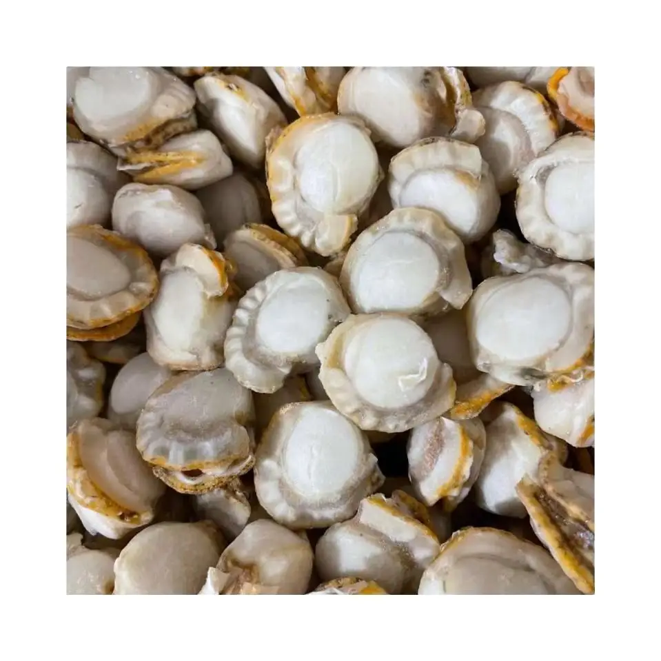 Frozen Farrarie Scallop Meat Premium Quality Clam for Gourmet Culinary Experiences