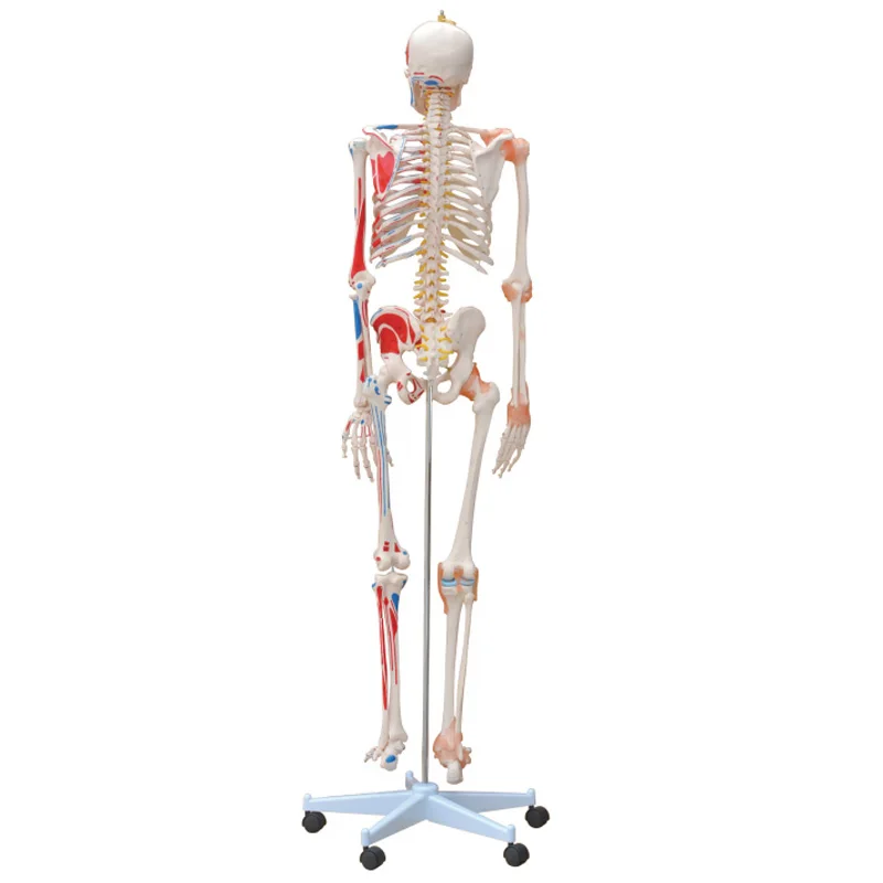 Medical Training Model Educational Anatomical 85Cm 180Cm Human Life Size Plastic Skeleton Model