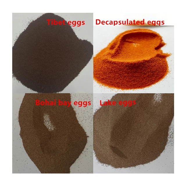 China factory Artemia cysts Bohai bay eggs BBS for guppy feed brine shrimp eggs HOT SALE