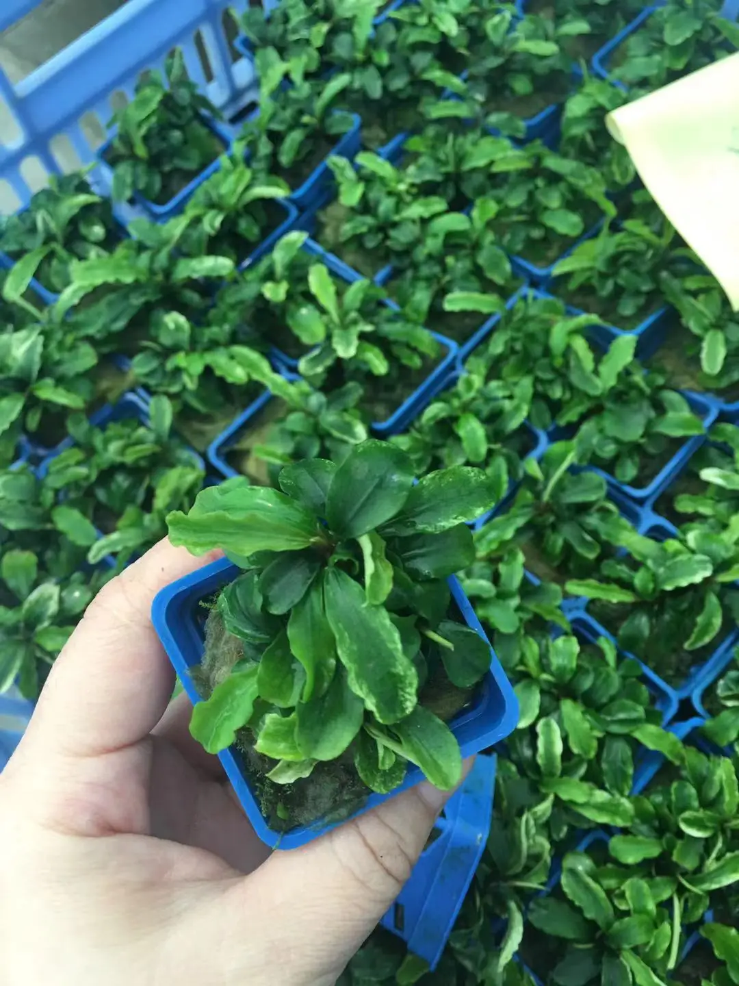 Aquarium Fish Tank High Green Lifelike Underwater real Plant Aquatic Water Grass