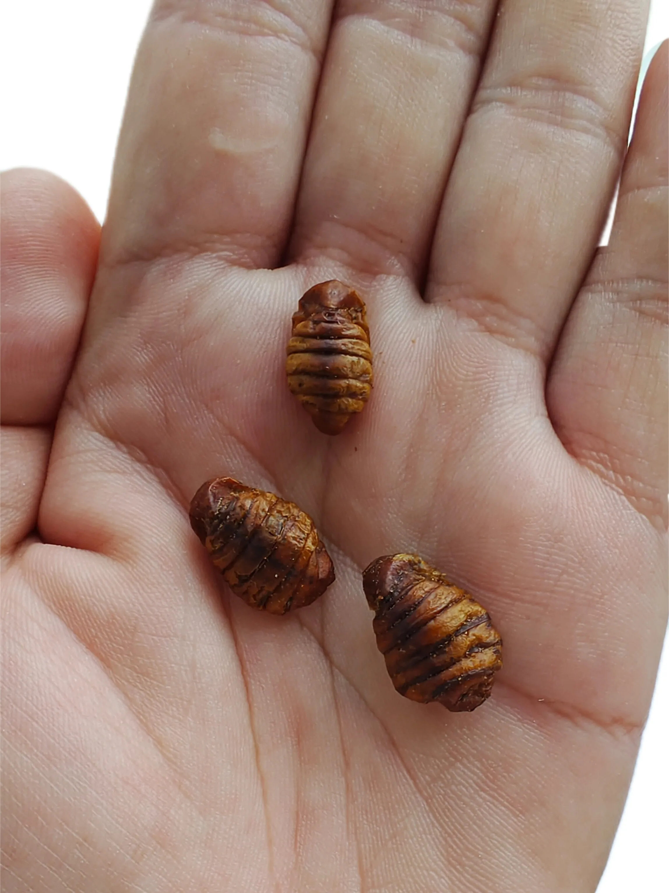 High-Protein Dry Food for Birds and Small Animals Pretty Pet Food with Dried Silkworms Fish Food High mealworms dried