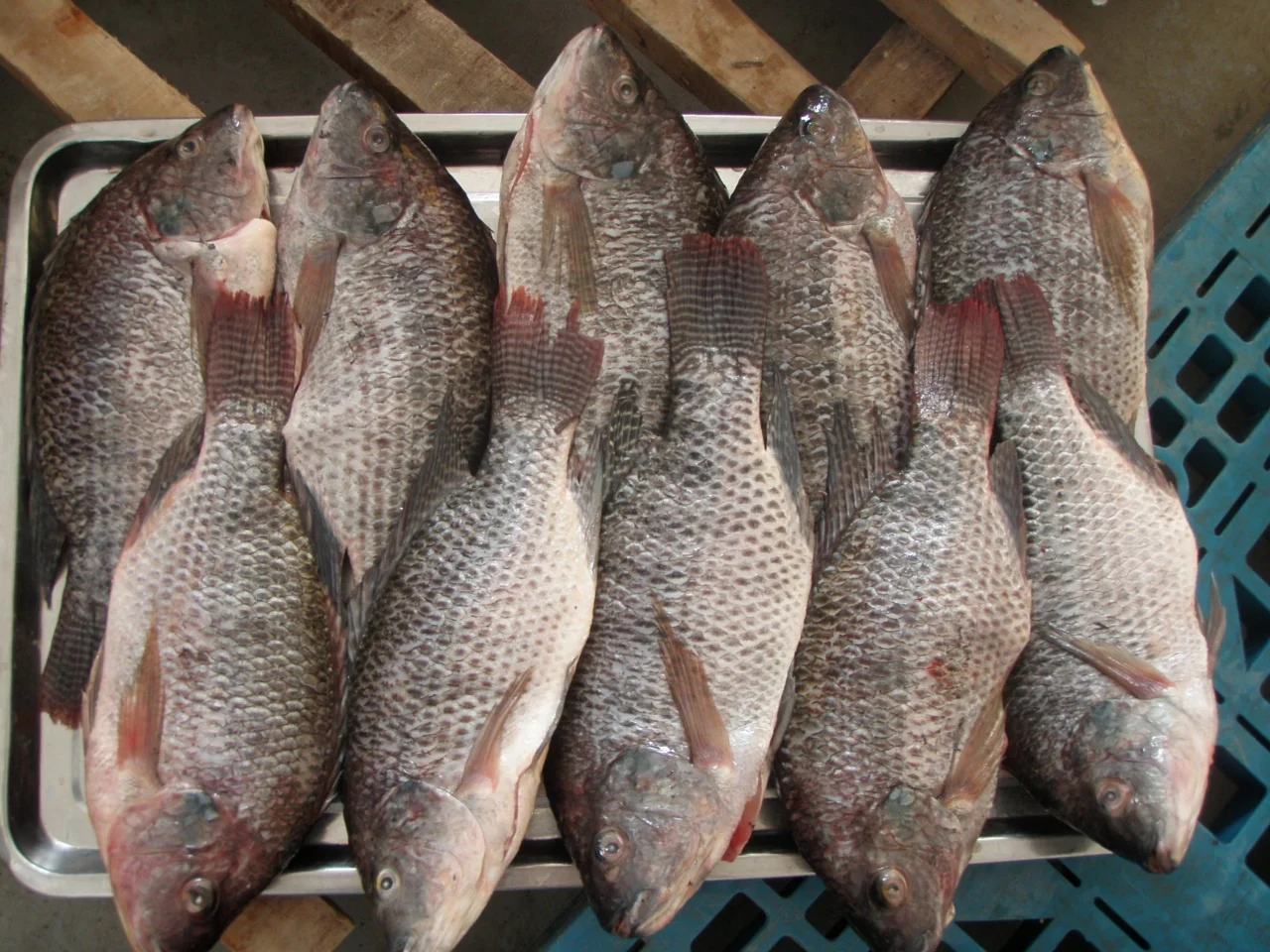Seapride 300-500g fresh frozen black tilapia poisson wholesale price