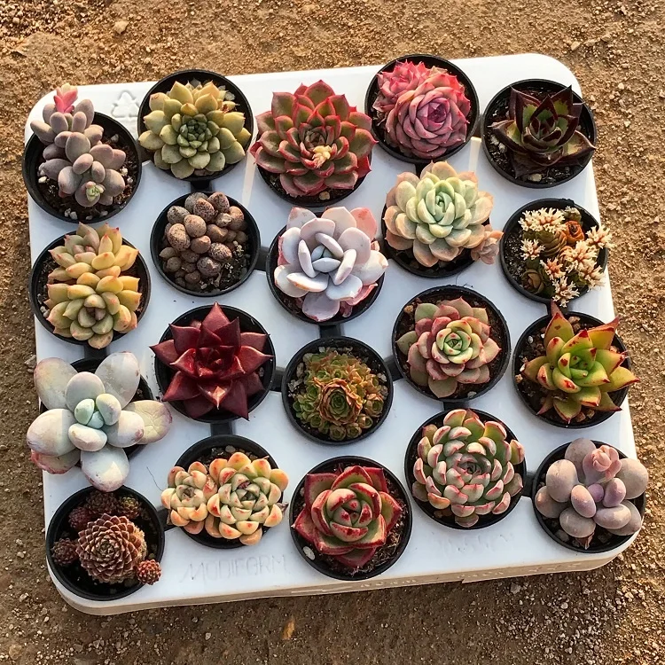 
live plants set natural plants and succulents plants sale 