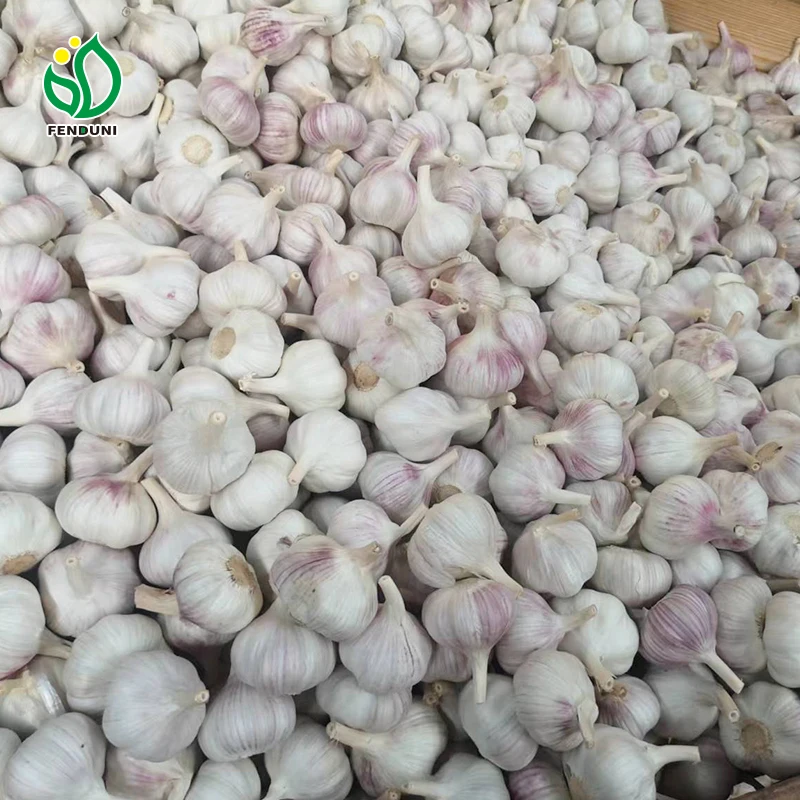 High quality grade A fresh garlic