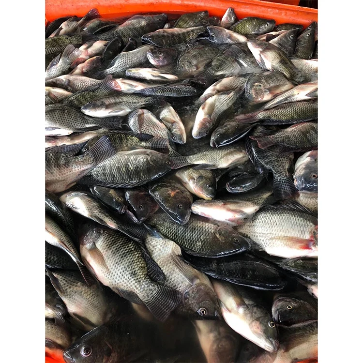 Best Selling  Frozen Black Tilapia Fish For Export