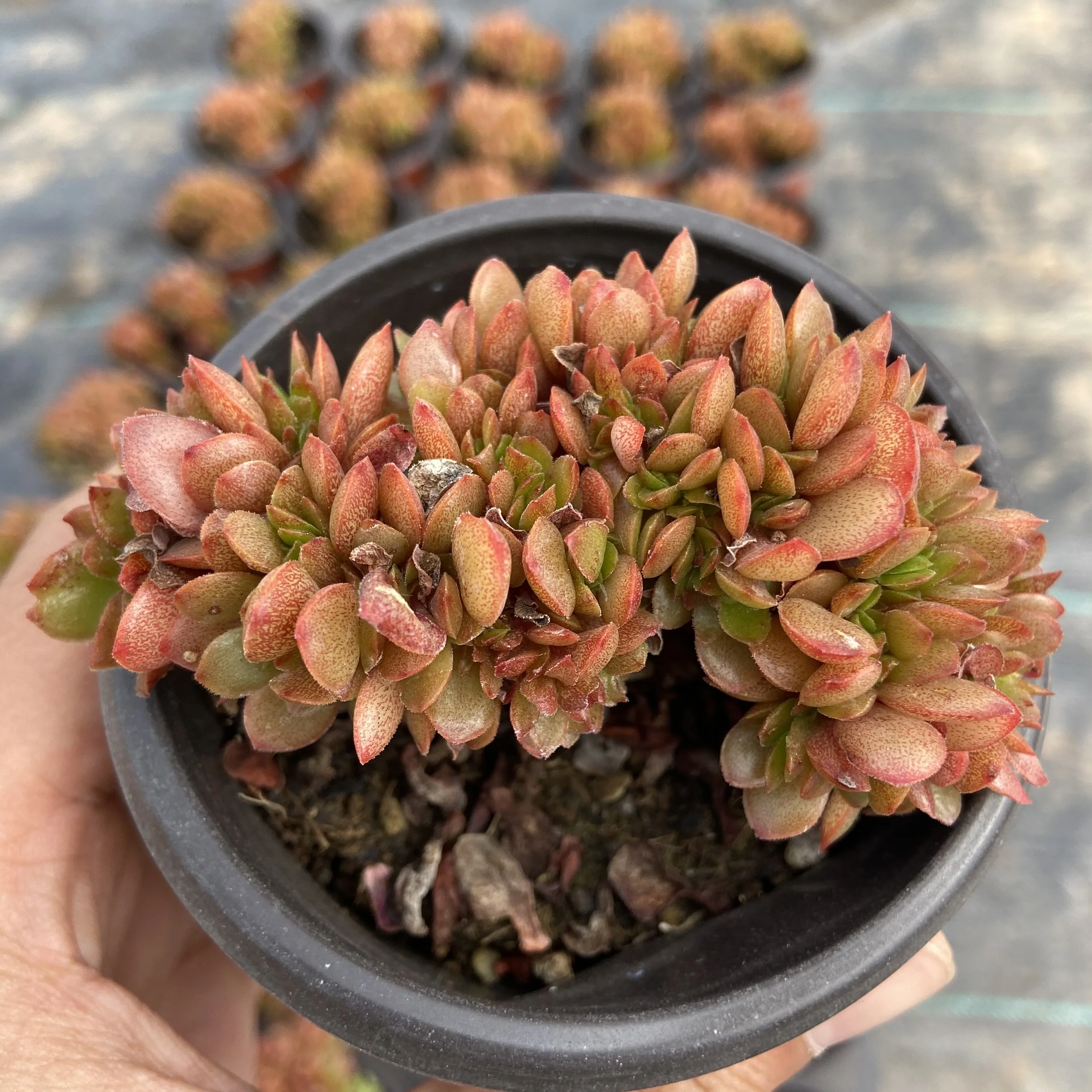 High-quality live succulents candy Variant varieties succulents plants life