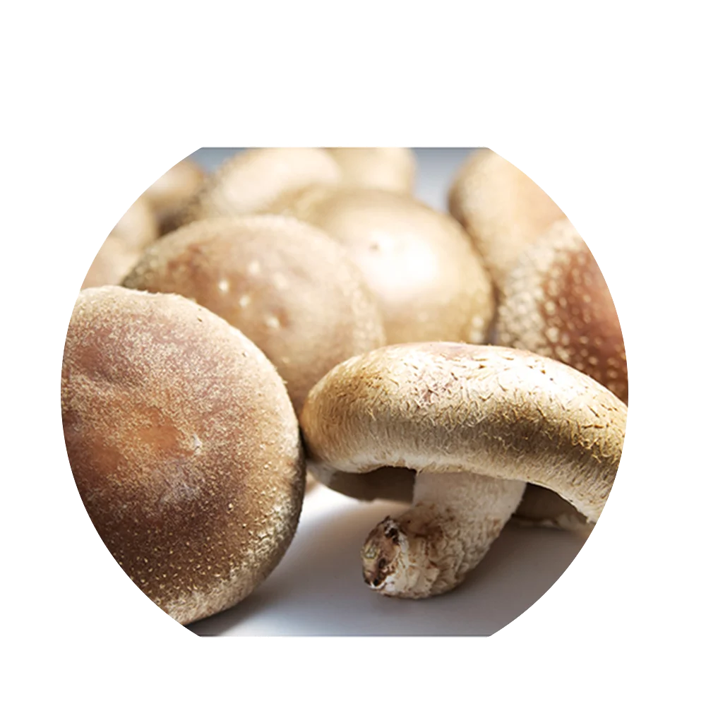 
The well-known fresh juicy plump mushroom shitake with nutrients 
