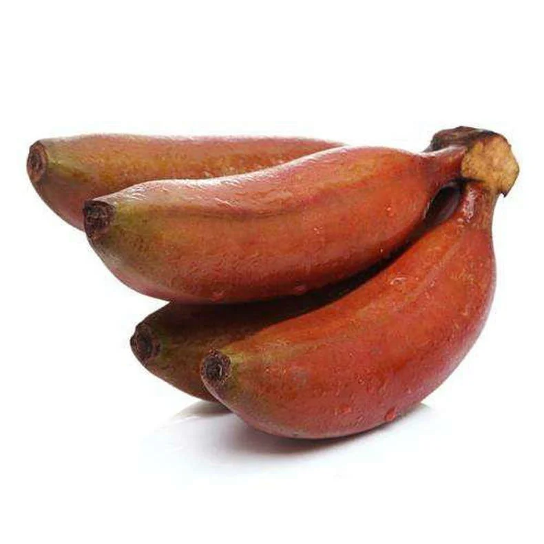 
 Саженцы Красного бананового дерева, Муса Нана Лур.  