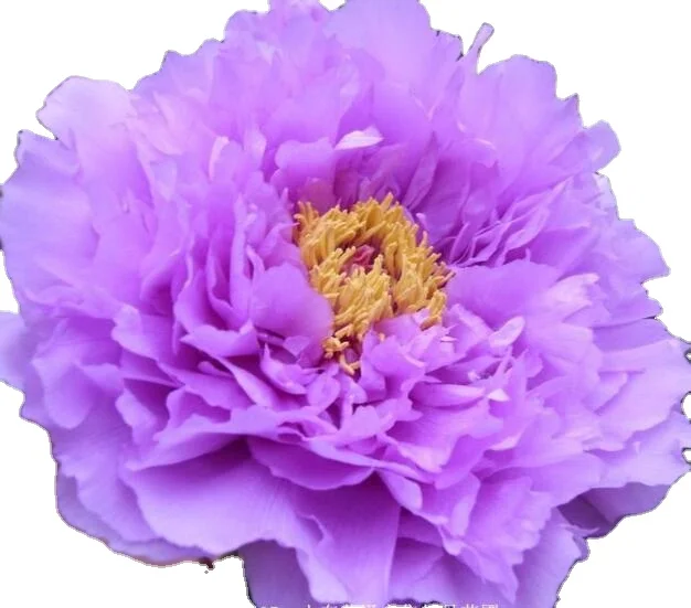 Декоративные растения, смешанные цвета, семена пиона для посева