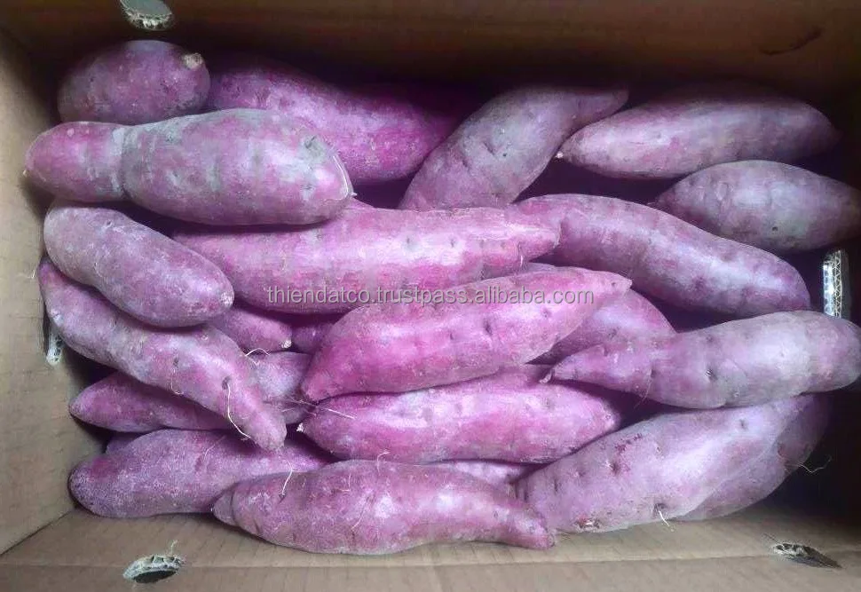 Оптовая продажа вьетнамские органические мягкие овощи Натуральный Свежий японский сладкий картофель с сетчатым мешком/картонная коробка для еды/готовки/пекарни
