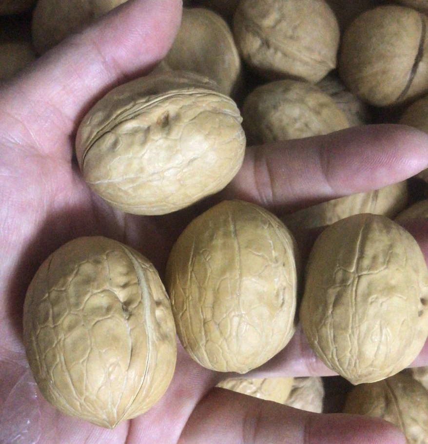 Newest Crop Best Color  Thin Shell  Walnuts Xinar  type Walnuts  With Shell and Without Shell Walnuts Kernels