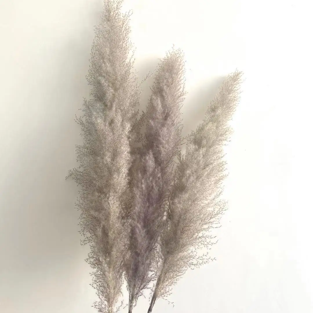 
Christmas Decoration Flowers Natural Dried Pampas Grass Tall Pampas Grass 