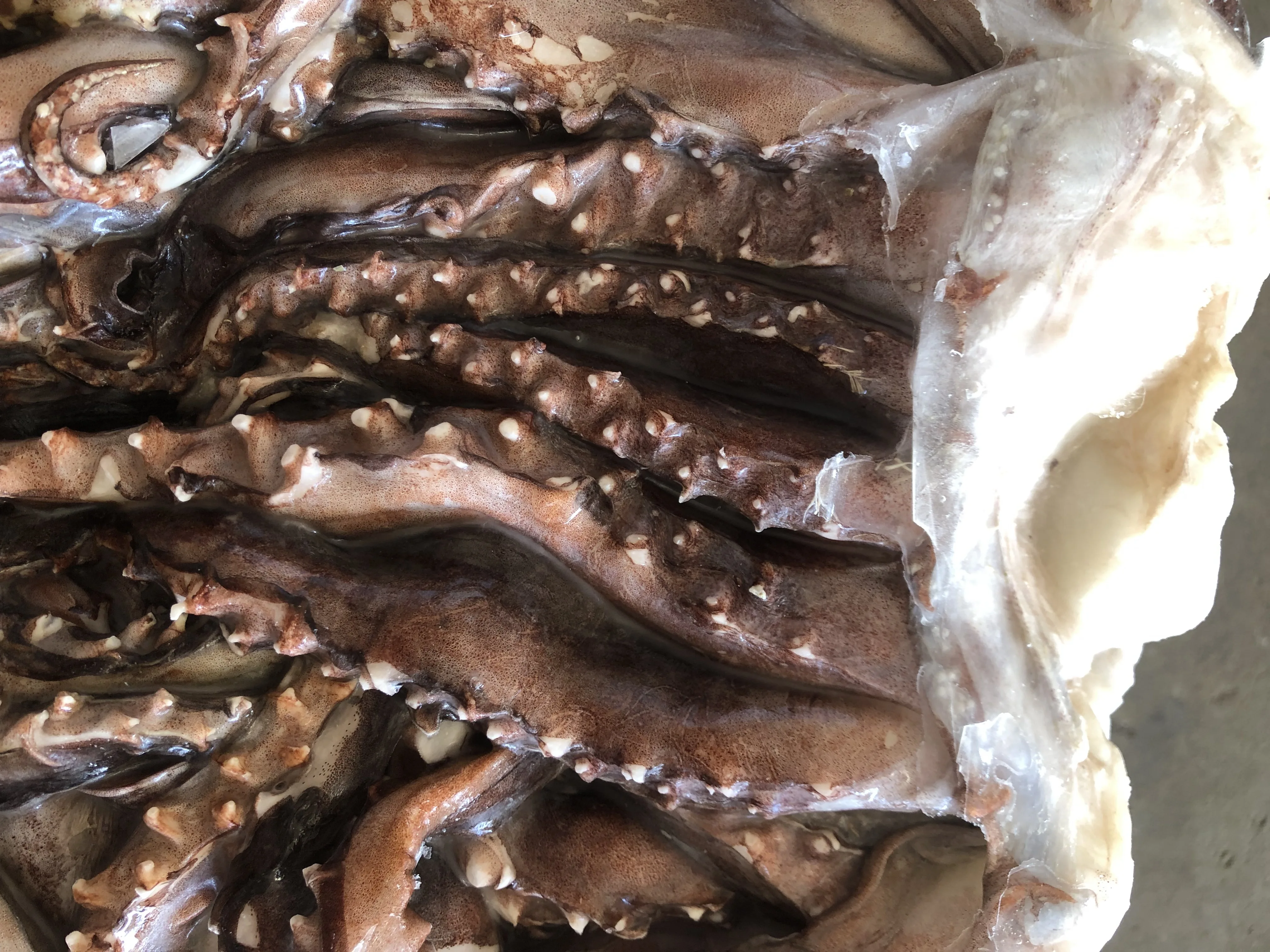 Chinese Seafood Mnufacturer Frozen Squid Tentacles