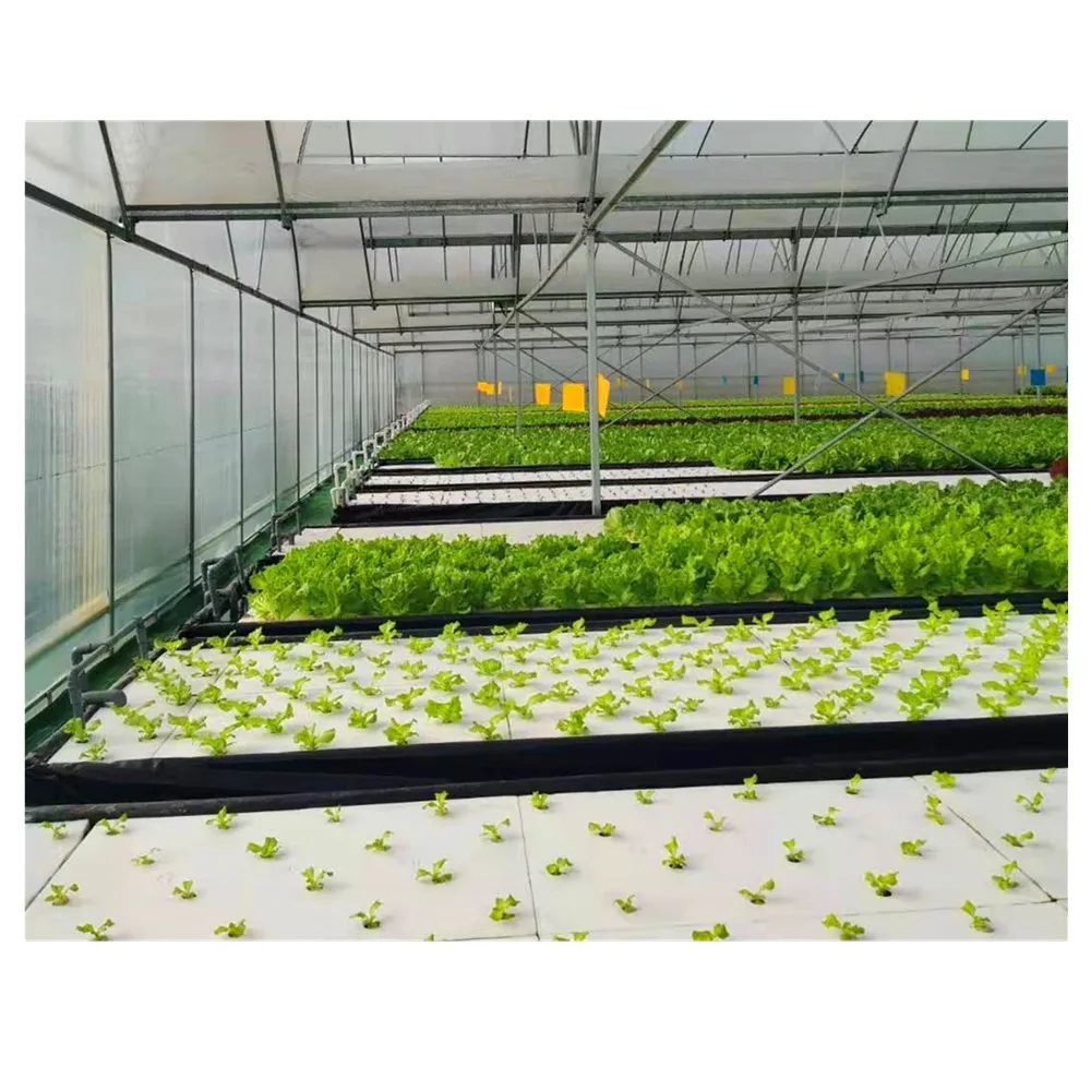 hydroponics culture greenhouse.jpg