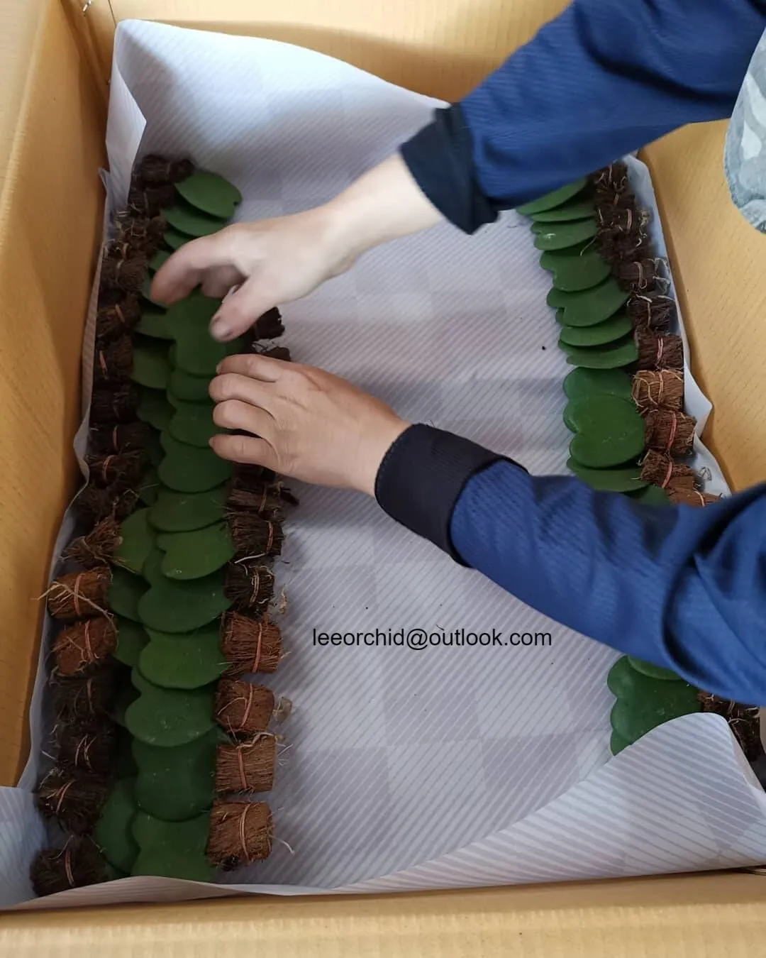 
Hoya Kerrii Sweetheart Plant Two Tone 