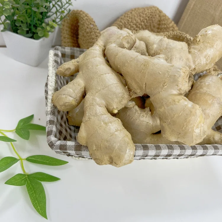 Fresh china ginger wholesale high quality fresh and air dry ginger on sale