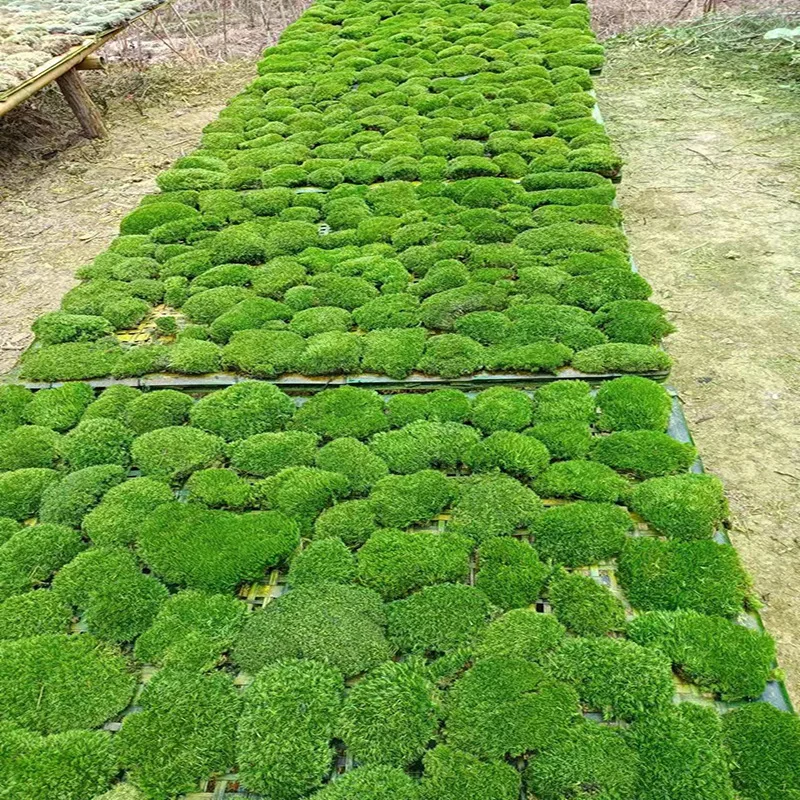 EG-V035 High Quality Bulk Materials Real Natural Soft Everlasting Preserved Moss Spanish Moss Caribbean Sea Moss