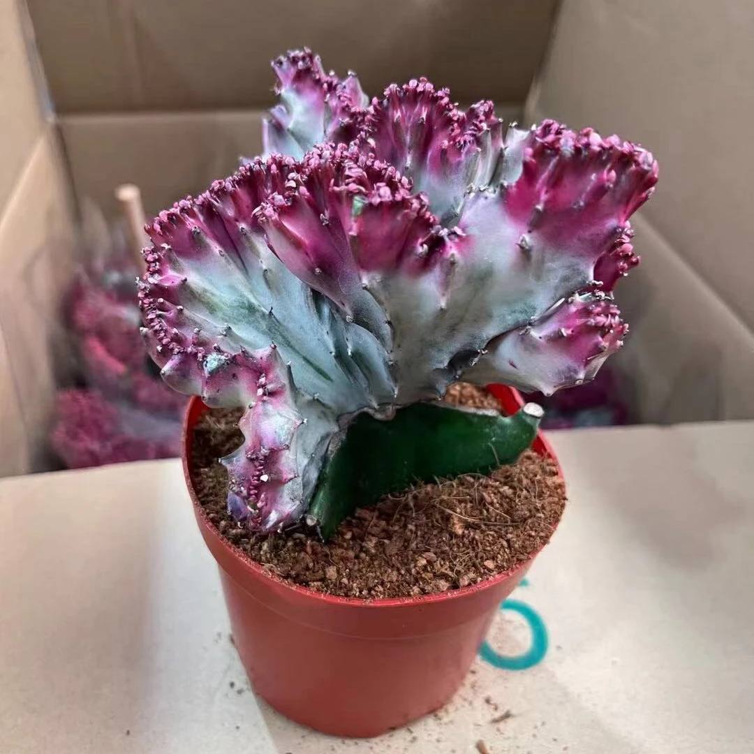 wholesale live real plant Euphorbia lactea Haw. succulent plant bonsai indoor plant